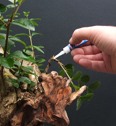 Repairing Snapped Bonsai Branches